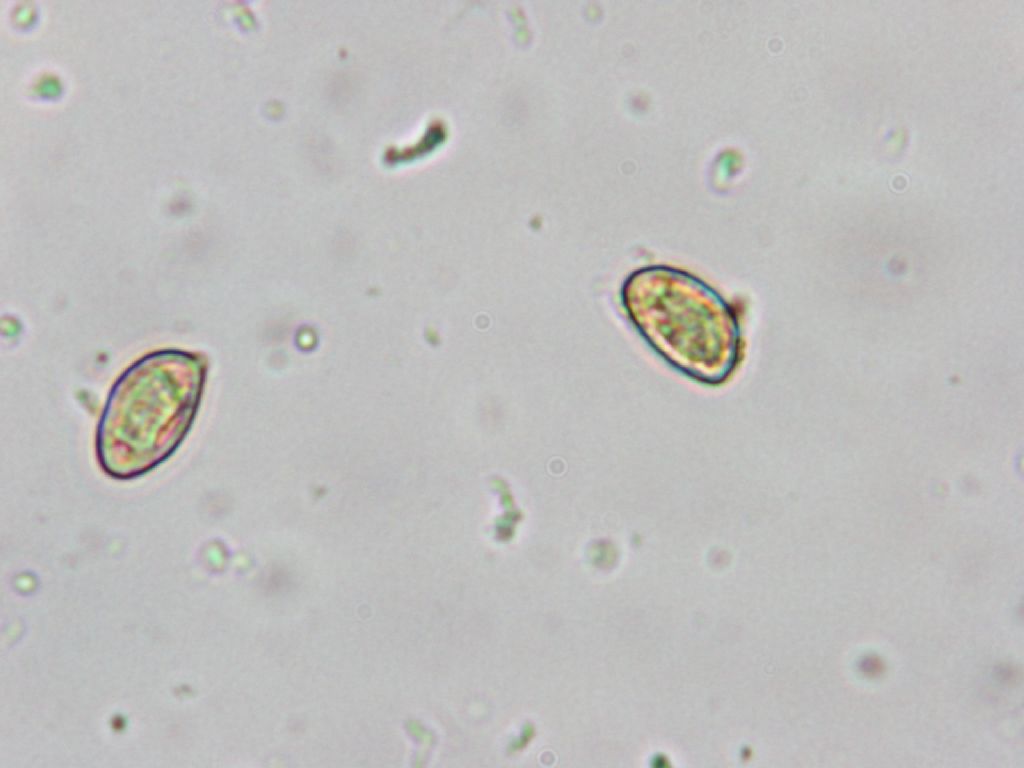 Indagine microscopica